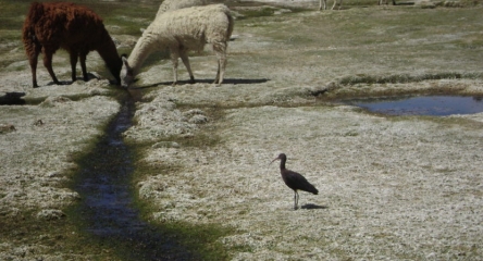 (AR-0030) Parque Nac. Lauca + Reserva Nac. Las Vicuñas + Parque Nac. Volcán Isluga 5D/4N