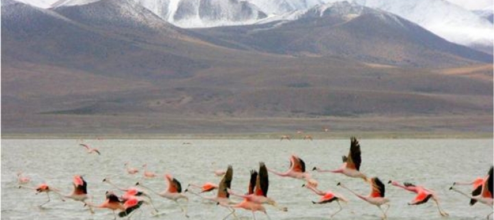 (AR-0034) Parque Nac. Lauca + Reserva Nac. Las Vicuñas - 2D/1N FD