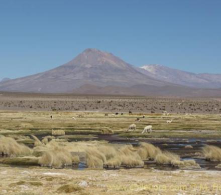 PN Isluga + RN Las Vicuñas + PN Lauca 3D/2N