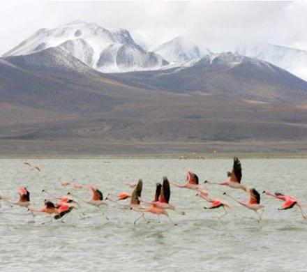 (AR-0034) Parque Nac. Lauca + Reserva Nac. Las Vicuñas - 2D/1N FD