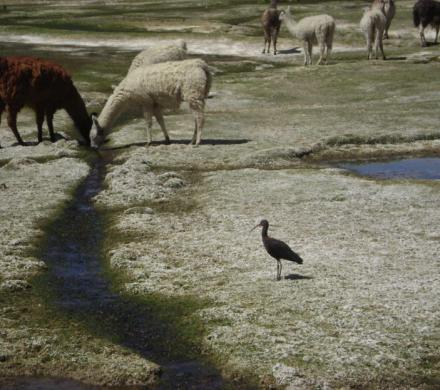 (AR-0030) Parque Nac. Lauca + Reserva Nac. Las Vicuñas + Parque Nac. Volcán Isluga 5D/4N
