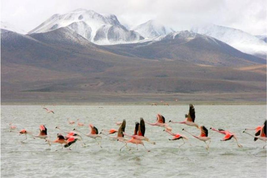 (AR-0034) Parque Nac. Lauca + Reserva Nac. Las Vicuñas - 2D/1N FD