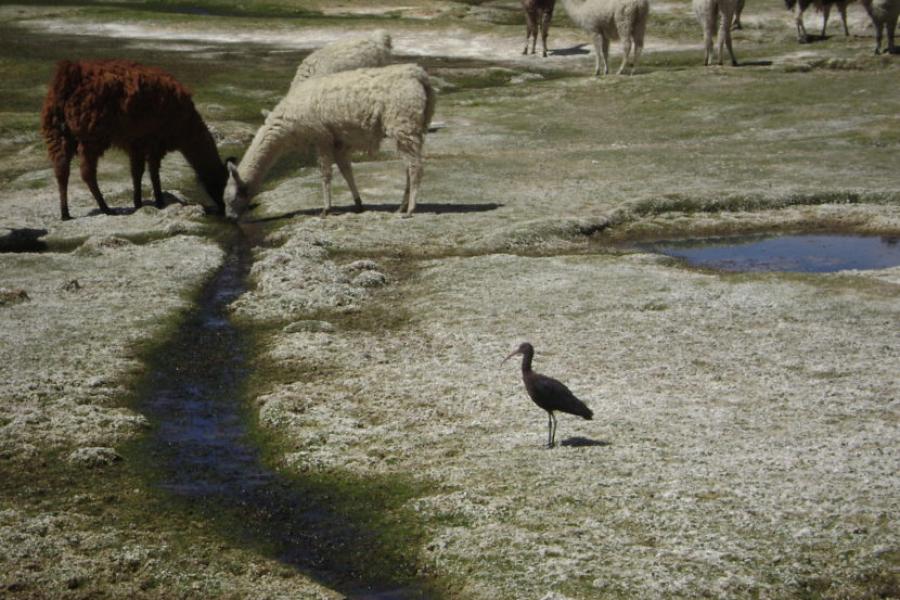(AR-0030) Parque Nac. Lauca + Reserva Nac. Las Vicuñas + Parque Nac. Volcán Isluga 5D/4N